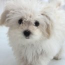 꼼꼼 애견미용실 이미지