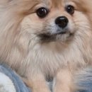 아짱아짱 이미지