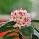 허브농원 이미지