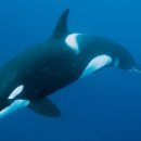 낙타와돌고래 이미지