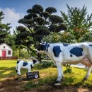 청계 한우 농장 이미지