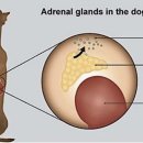 리움 동물의료센터 이미지