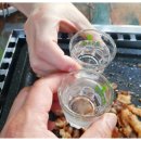 삼겹살에 소주한잔 이미지