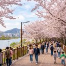 삼락강변공원 | 2026 부산 삼락공원 벚꽃 실후기 (낙동강변 산책 + 피크닉 코스)