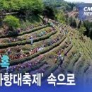 전남여행지 보성 가볼만한곳 다향대축제 현장 율포해변 이미지