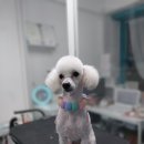 그 남자의 grooming # 공간 이미지