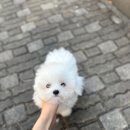 글로리 폭스 꼬똥 이미지