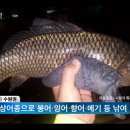 청춘물고기 이미지