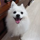 행복한강아지 티스토리
