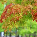 가을의 감성ㅡ가을비 감성 이미지(photo by모모수계) 이미지