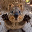 낭낭이네 이미지