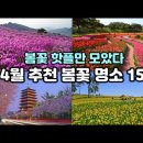 [한국대표 4월 봄꽃 핫플 15선] 여기만 보고 가셔요. 가장 화려하고 아름다움이 검증된 실패없는 4월 봄꽃 여행지입니다( 벚꽃·수선화 이미지