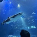 아쿠아리움 이미지