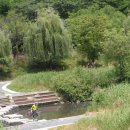 버드나무 이미지