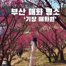 주정차단속-61 | 부산 매화 명소 반짝반짝 기장 매화원 개화상황 개방일정 및 시간 주차 포토스팟 총정리