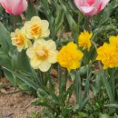 영양양지햇빛발전소 | 미니수선화 개화시기 빨리 피는 떼떼아떼떼 수선화키우기 후기