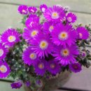 햇살다육꽃사랑 이미지