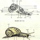 달팽이란? 이미지