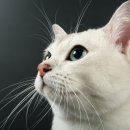 고양이 수염 이미지
