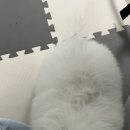 퍼피파우더룸 이미지