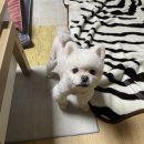 가장맛있는족발 화명점 이미지