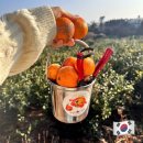 오색귤민박체험농장 | 제주도 서귀포여행 놀거리: 최남단 감귤농장 귤체험, 근처 흑돼지 맛집 화고 신시가지점, 추천 소품샵