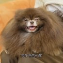 쿠마쿠마 이미지