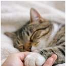 이별공간 | 울산고양이화장 고민 끝에 찾은 이별공간, 마지막 시간을 차분하게 보낸 후기