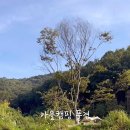 더빌리지캠핑장 이미지