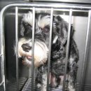 연서 동물병원 이미지