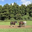 수아민박 | 초가을 다녀온 제주여행 🛫 2박3일 코스 &amp; 경비 공유