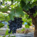 율현농장 이미지