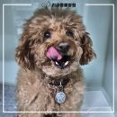 리라동물병원 이미지