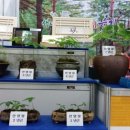 고초령 산양삼 이미지