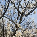 동춘당공원 | 🌸 2026 대전 동춘당공원 실시간 꽃 상황(사진있음)