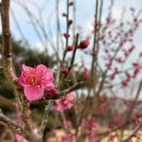 마주,봄