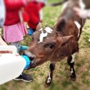 꿈이있는목장 이미지