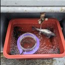 하나3농 | 지금까지 이런 낚시는 없었다. 우럭보다 쉬운 농어 낚시