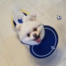 엘시아 애견풀빌라 이미지