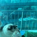 해피주 동물카페 원주점 이미지