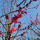 거북애견 | 대구 김광석거리 애견동반카페 예쁜 한옥 카페마리 당근케이크 후기