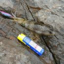 부산오징어 이미지