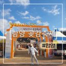 참살이농원 | [햠양 곶감축제]축제 후기 및 곶감 진짜 맛있는 곳 추천 ㅣ참살이농원
