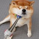 엔돌핀 이미지