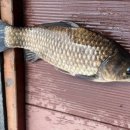 초평선착장 이미지