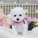 착한애견분양강아지 수원광교본점 이미지