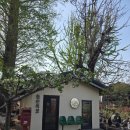 성환현대주유소 | [천안/성환] 배꽃밭 사이의 고즈넉한 카페 동민목장 후기!!