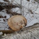 자작나무버섯 이미지