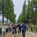 덕산 은행나무길 이미지