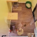 묘랑 고양이 전문호텔 이미지